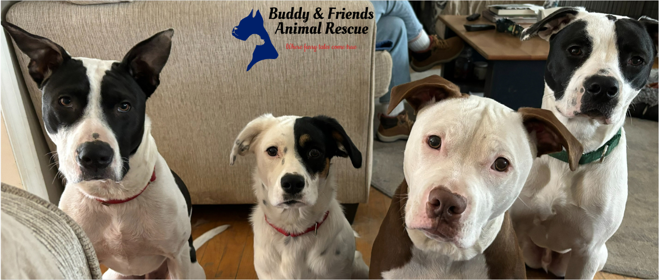 Buddy-and-Friends-Adopt-MA-Dogs